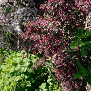 Weigela florida 'Tango'