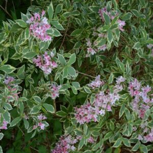 Weigela florida 'Variegata'