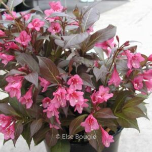 Weigela florida 'Verweig 3' (MINOR BLACK)