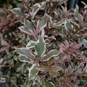 Weigela florida 'Verweig 8' (ALL SUMMER MONET