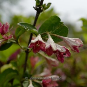 Weigela subsessilis