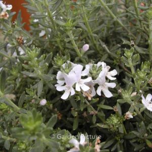 Westringia fruticosa