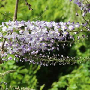 Wisteria 'Lavender Lace'