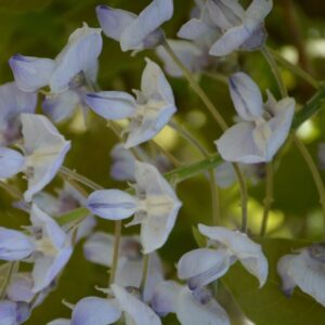 Wisteria brachybotrys 'Howick'
