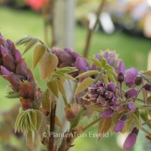 Wisteria brachybotrys 'Okayama'