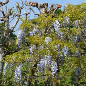 Wisteria floribunda 'Blue Dream'