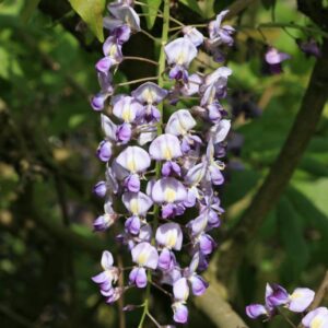 Wisteria floribunda 'Domino'