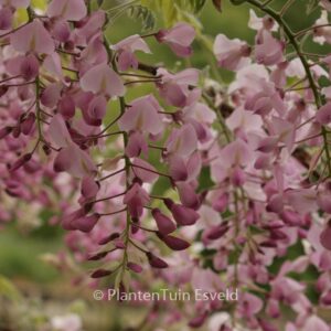 Wisteria floribunda 'Honbeni'