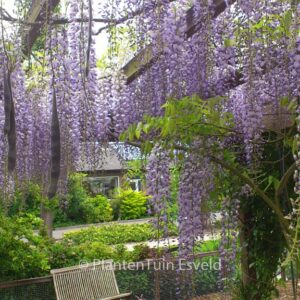 Wisteria floribunda 'Lawrence'