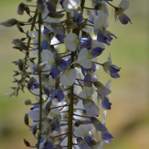 Wisteria floribunda 'Texas Falls'
