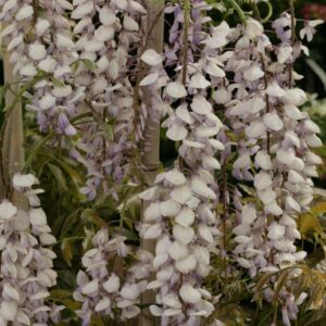 Wisteria floribunda 'Texas Purple'