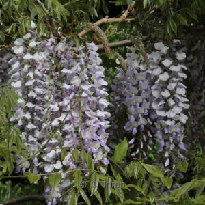 Wisteria formosa 'Enchantment'