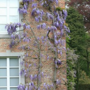 Wisteria sinensis