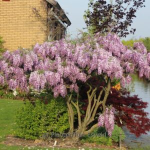Wisteria sinensis 'Dawn'