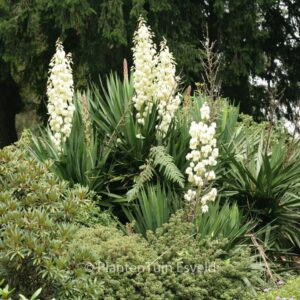 Yucca filamentosa