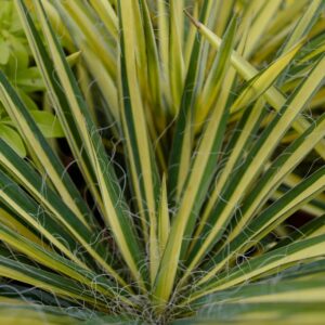 Yucca filamentosa 'Color Guard'
