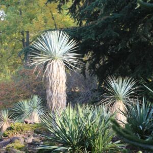 Yucca rostrata