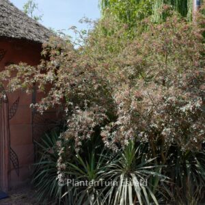 Zanthoxylum piperitum