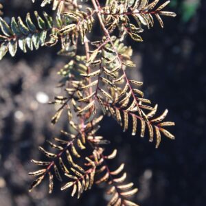 Zanthoxylum piperitum 'Kuro-kosho'