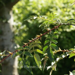 Zanthoxylum schinifolium
