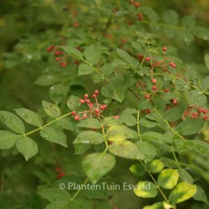 Zanthoxylum stenophyllum