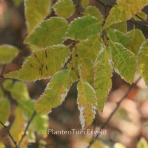 Zelkova serrata 'Variegata'