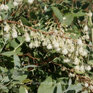 Zenobia pulverulenta 'Blue Sky'