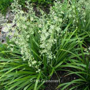 Zigadenus elegans glaucus