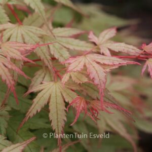 Acer palmatum 'Coral Pink'