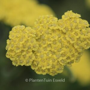 Achillea 'Taygetea'