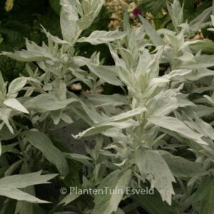 Artemisia ludoviciana 'Valerie Finnis'