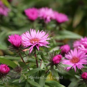 Aster novae-angliae 'Vibrant Dome'