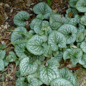 Brunnera macrophylla 'Alexanders Great'