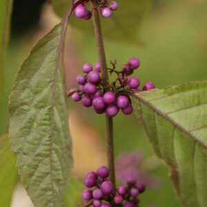 Callicarpa bodinieri 'Imperial Pearl'