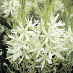 Camassia leichtlinii 'Alba'
