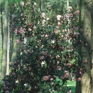 Camellia williamsii 'Donation'