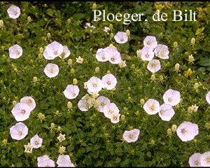 Campanula carpatica 'Weisse Clips'