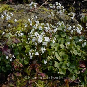 Cardamine trifolia