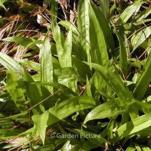 Carex plantaginea