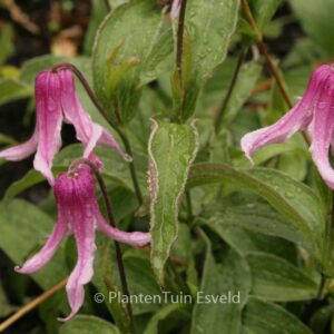 Clematis 'Andante'