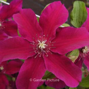 Clematis 'Huvi'