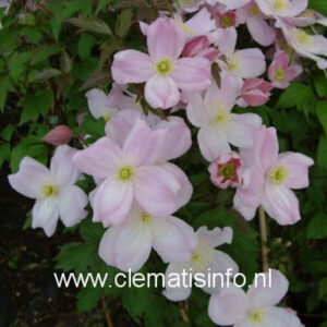 Clematis 'Sir Eric Savill'