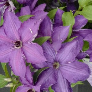 Clematis 'Zo18197' (VIVA LA VIDA)