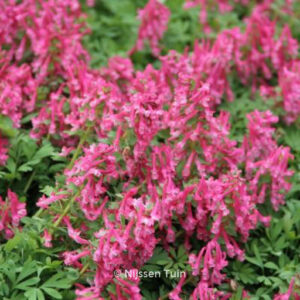 Corydalis solida 'Beth Evans'