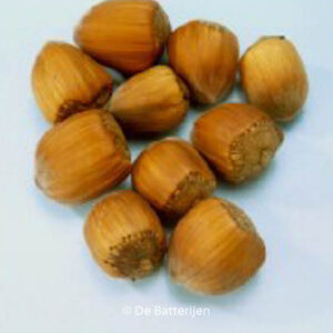 Corylus avellana 'Gunslebert'