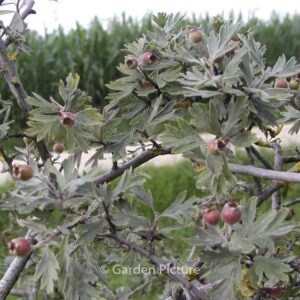 Crataegus orientalis