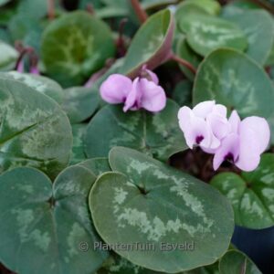 Cyclamen coum 'Roseum'