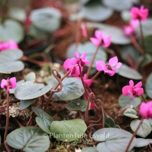 Cyclamen coum 'Rubrum'