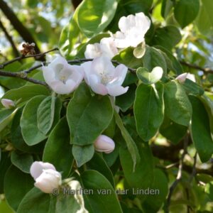 Cydonia oblonga 'Portugal'