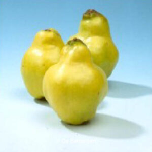 Cydonia oblonga 'Rea's Mammoth'